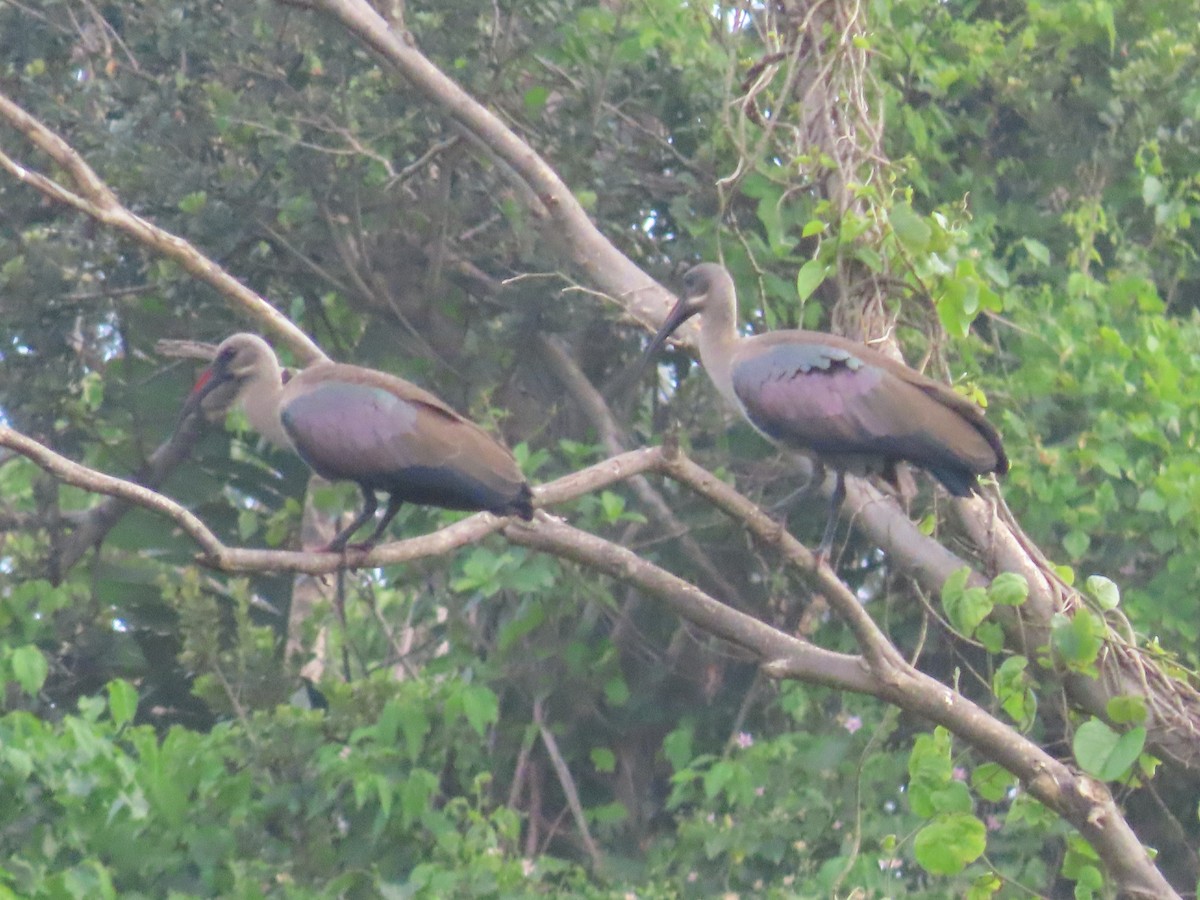 Hadada Ibis - ML647568590