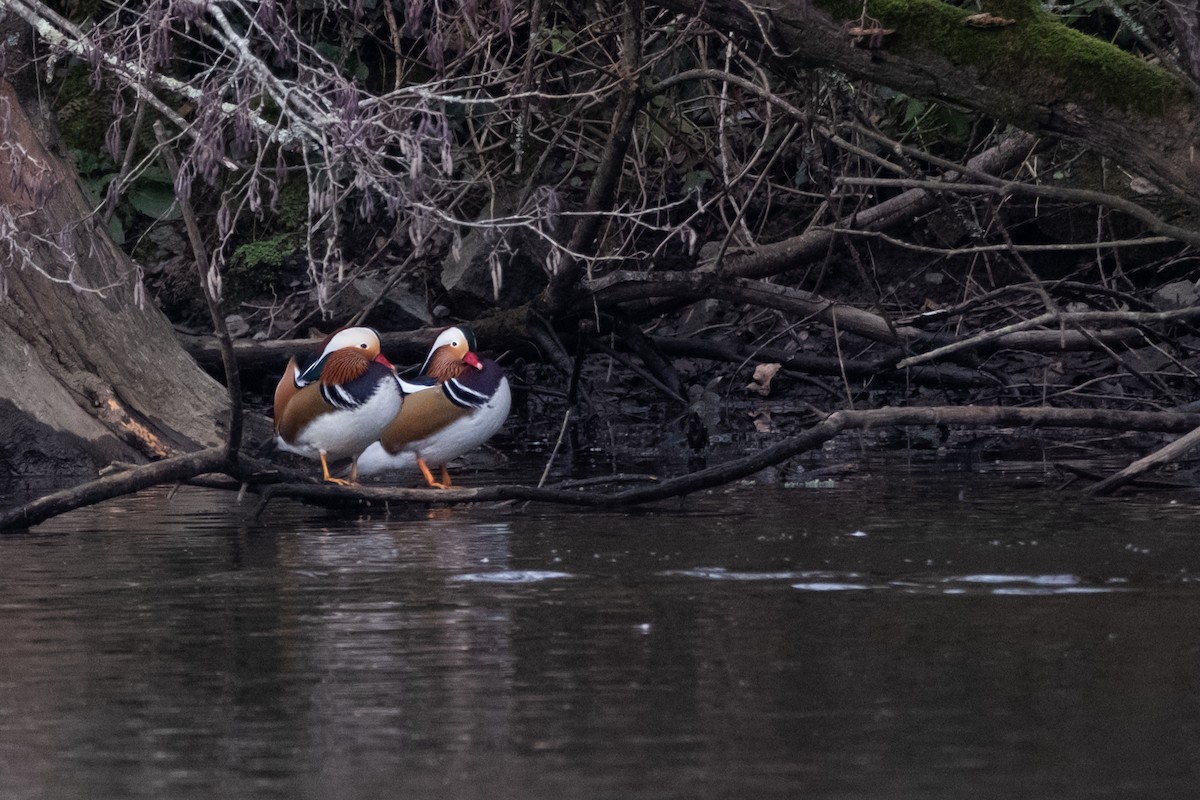 Mandarin-ahatea - ML647568594