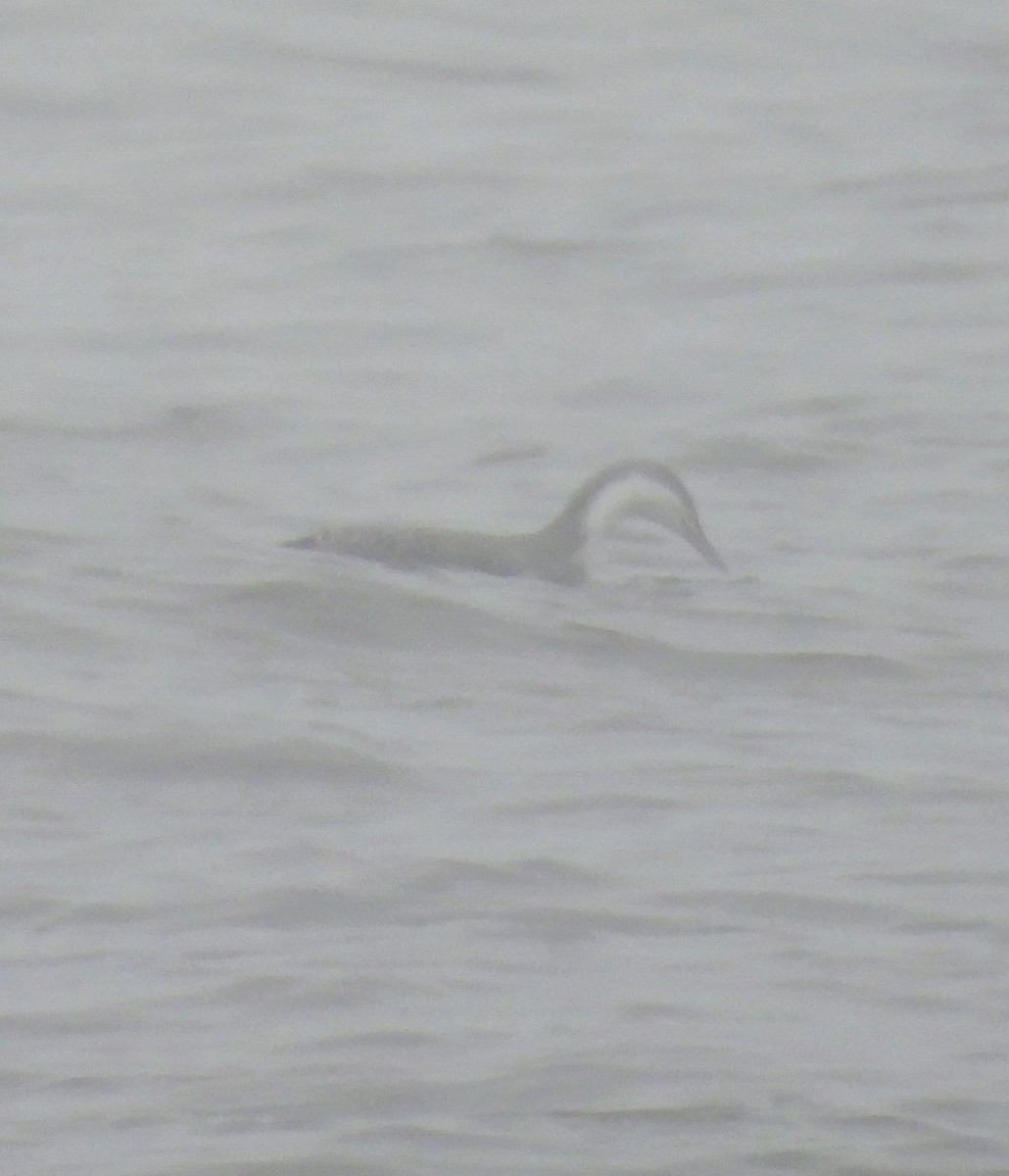 紅喉潛鳥 - ML647568600