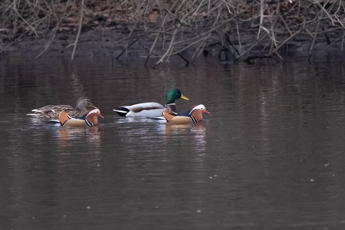 Mandarin-ahatea - ML647568601