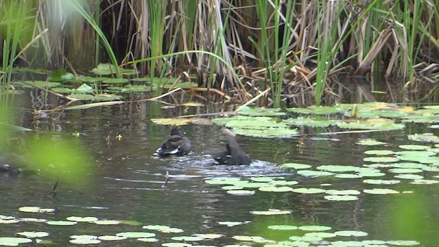 Common Gallinule - ML647568616