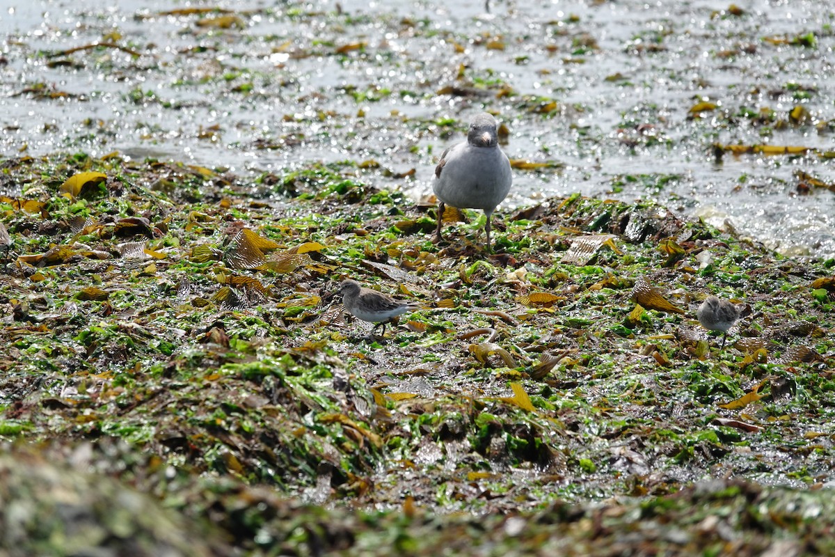 コシジロウズラシギ - ML647568620