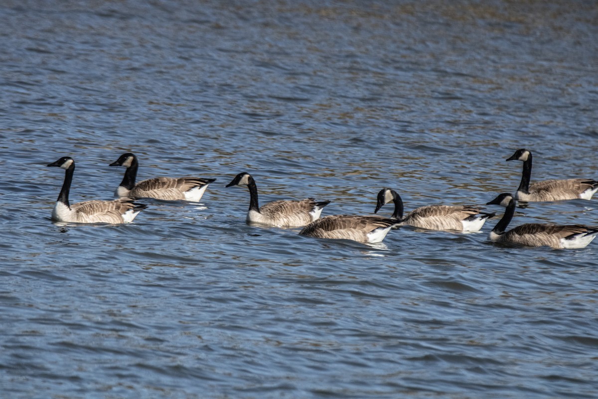 Oca canadese maggiore - ML647568639