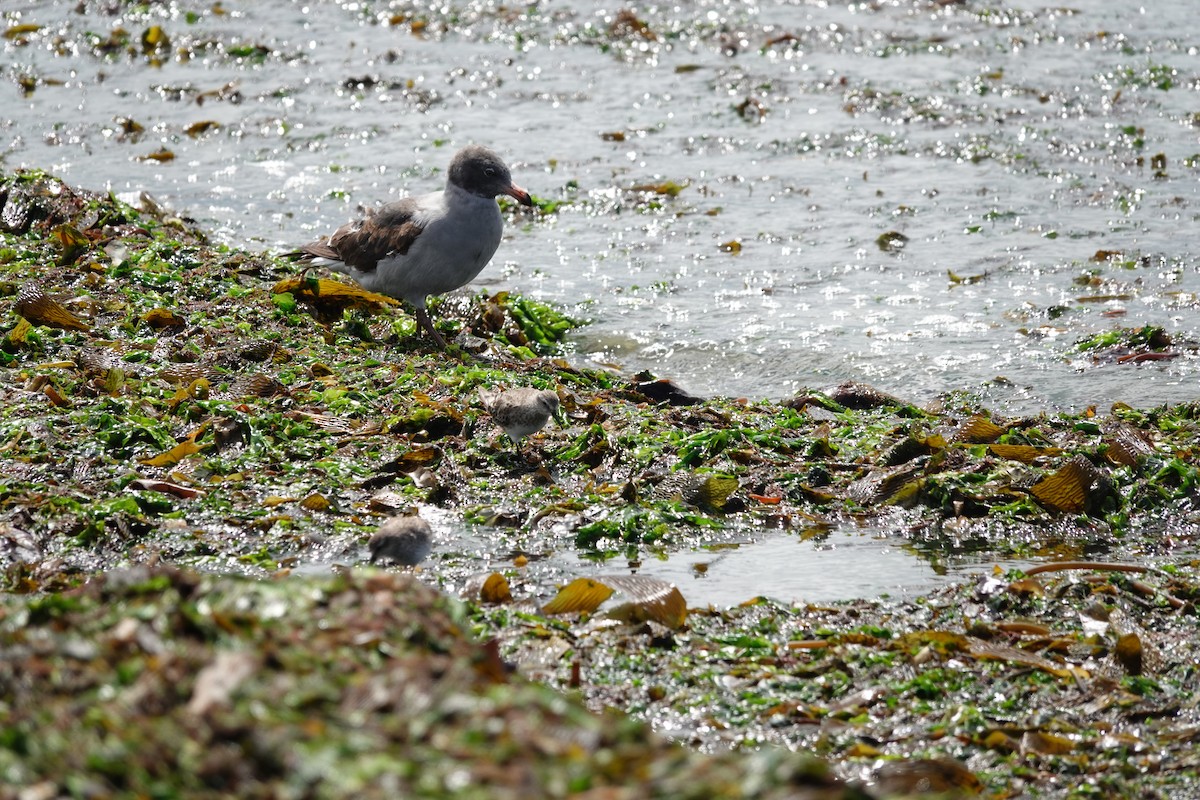 Dolphin Gull - ML647568646