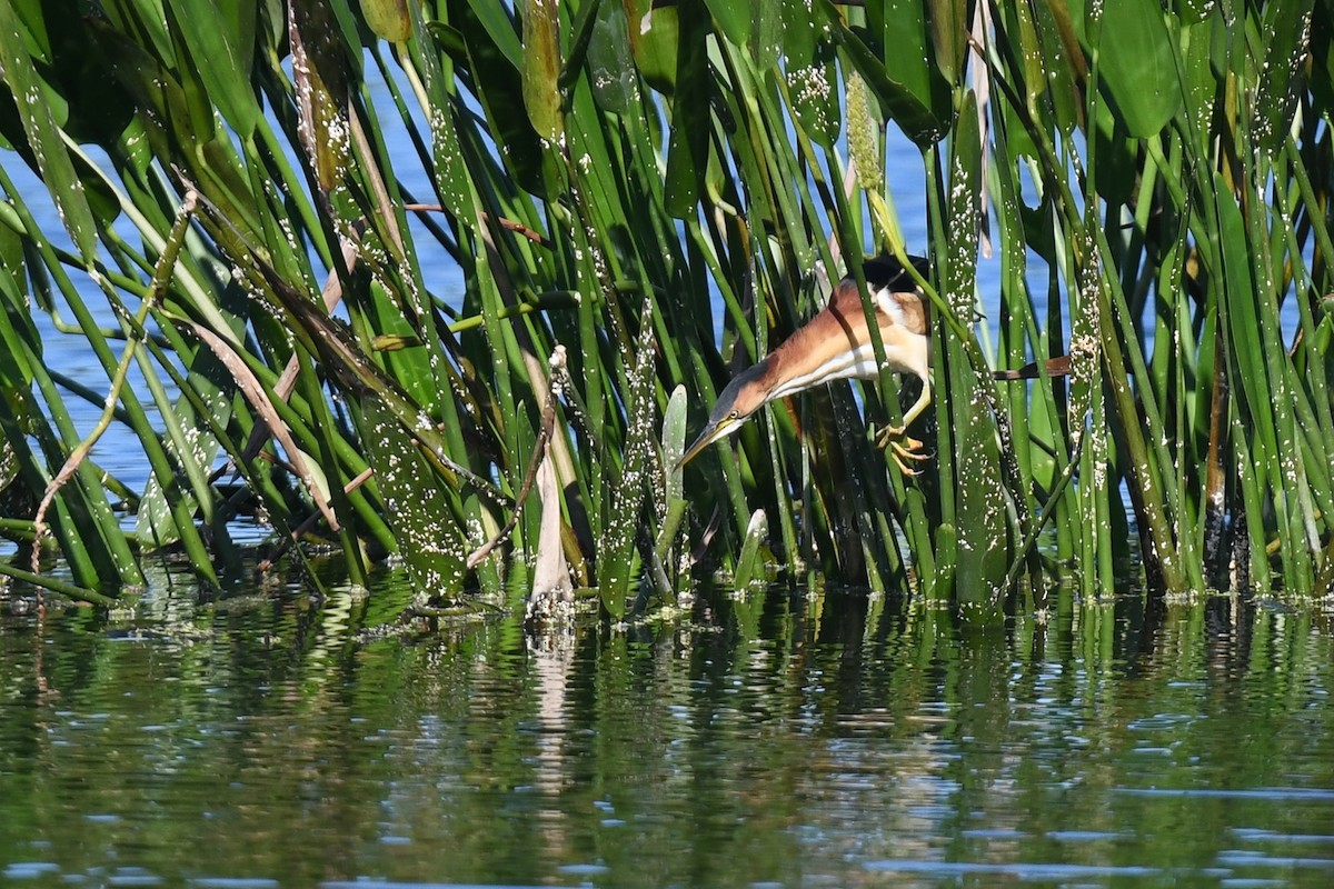 Petit Blongios - ML647568665