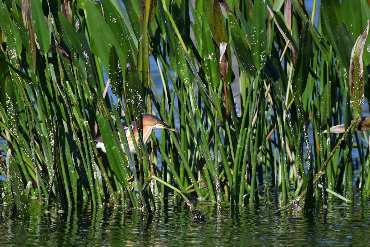 Petit Blongios - ML647568673