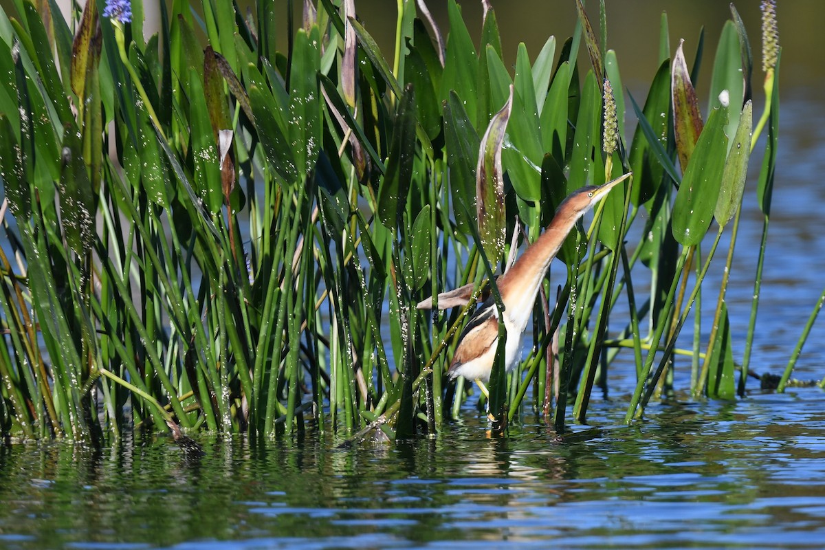Petit Blongios - ML647568678