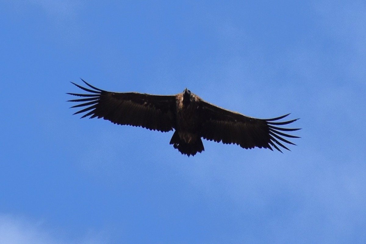 Buitre Negro - ML647568685