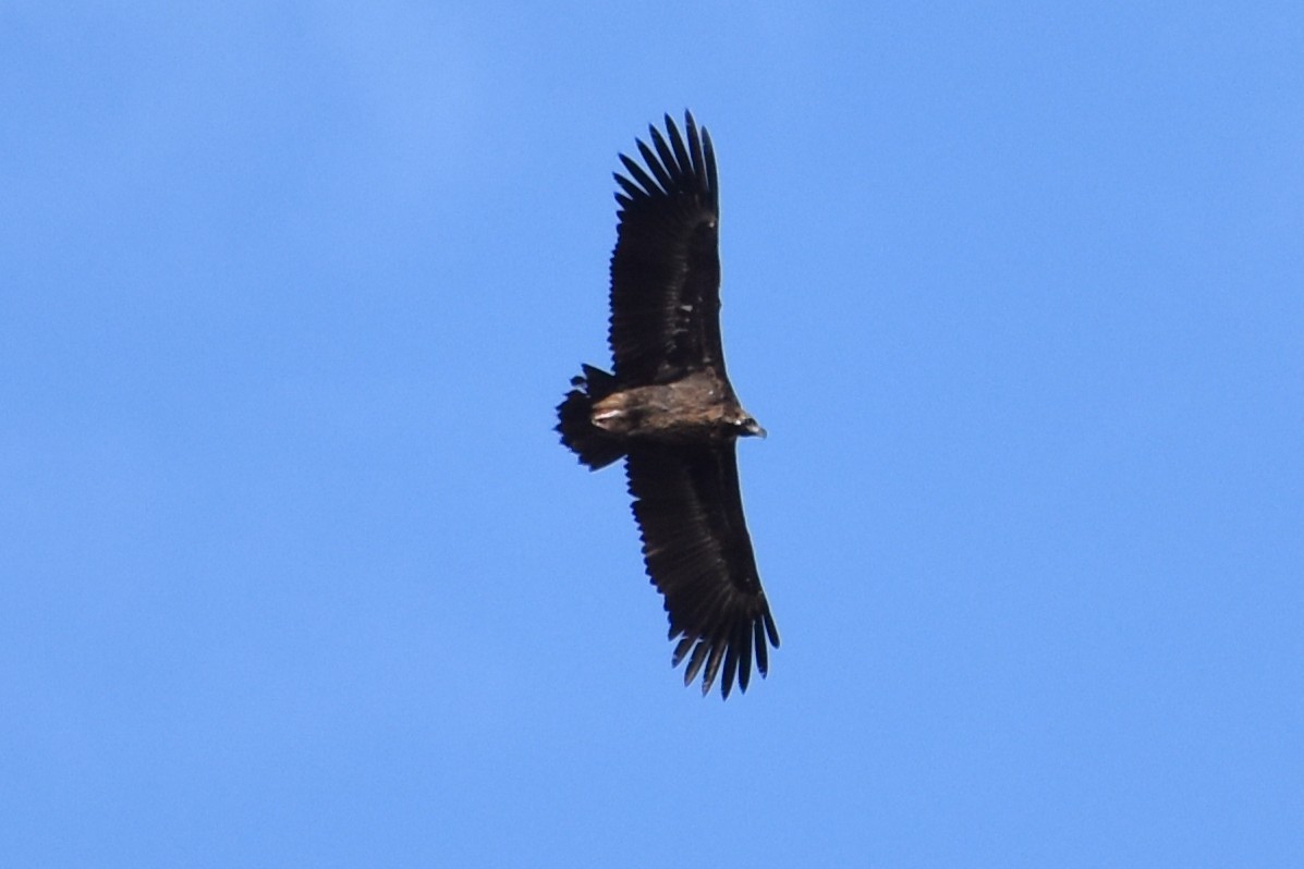 Buitre Negro - ML647568686