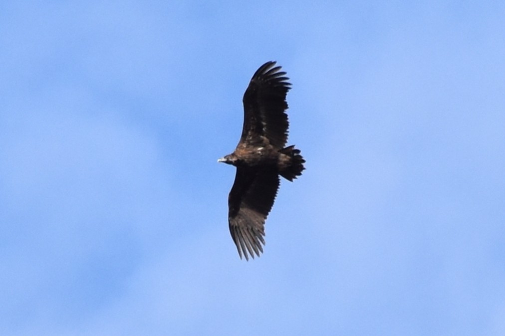 Buitre Negro - ML647568687