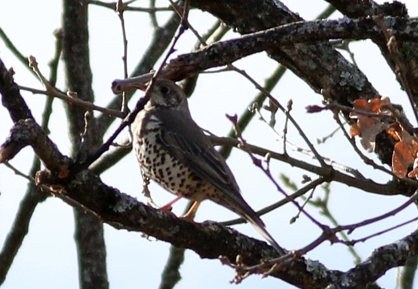 槲鶇 - ML647568690