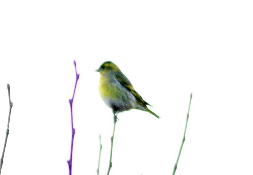 Eurasian Siskin - ML647568700