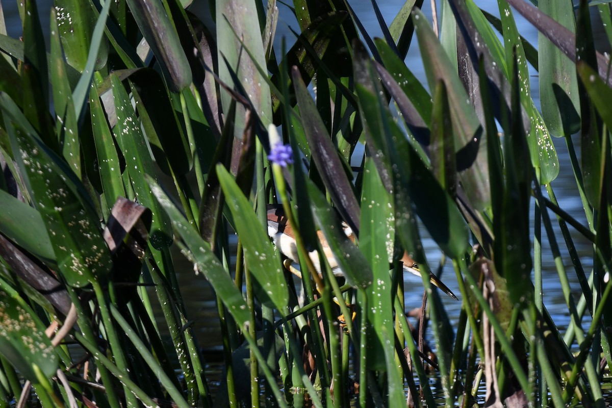 Petit Blongios - ML647568701