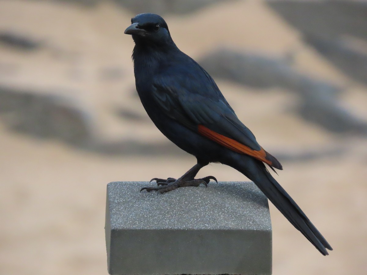 Kızılkanat - ML647568705