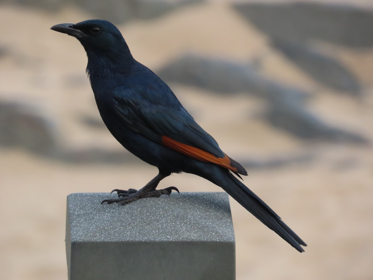 Kızılkanat - ML647568706