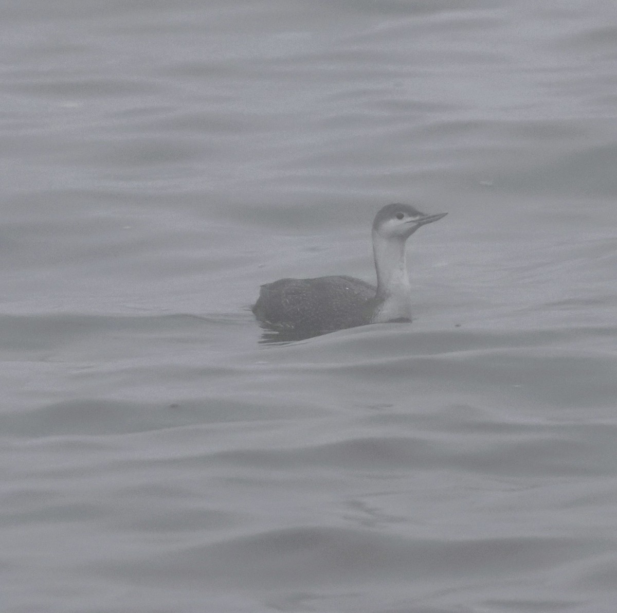 紅喉潛鳥 - ML647568709