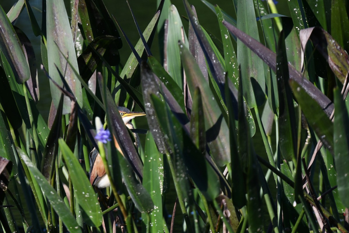 Petit Blongios - ML647568715