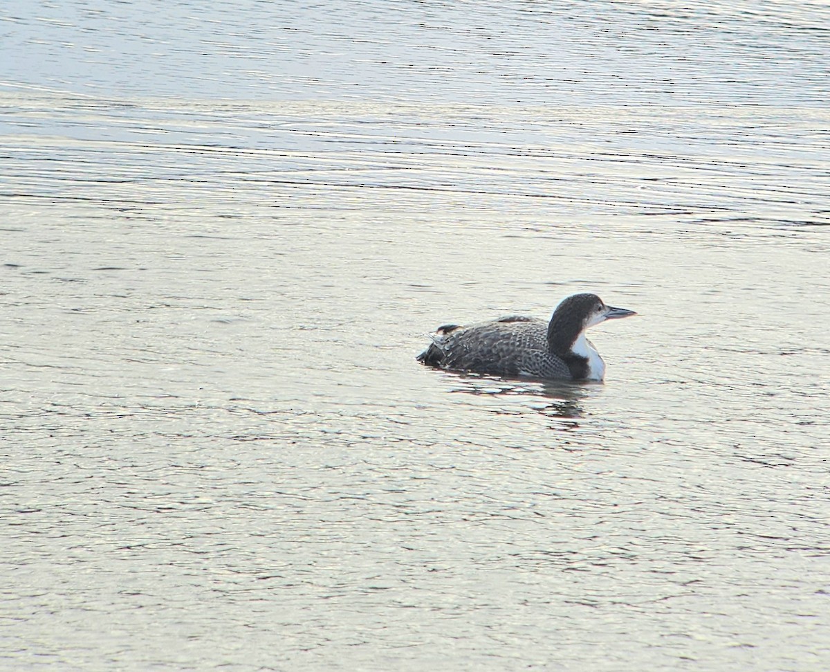 Aliota handia - ML647568720