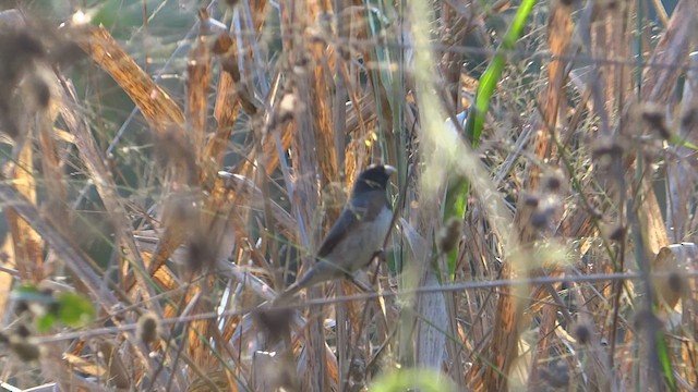 Dubois's Seedeater - ML647568726