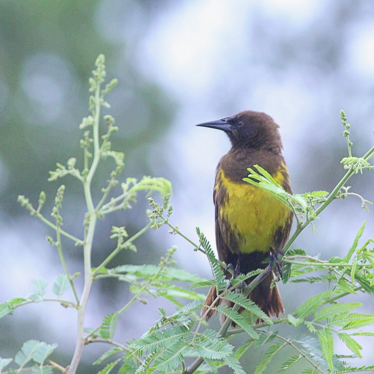 Brown-and-yellow Marshbird - ML647568734