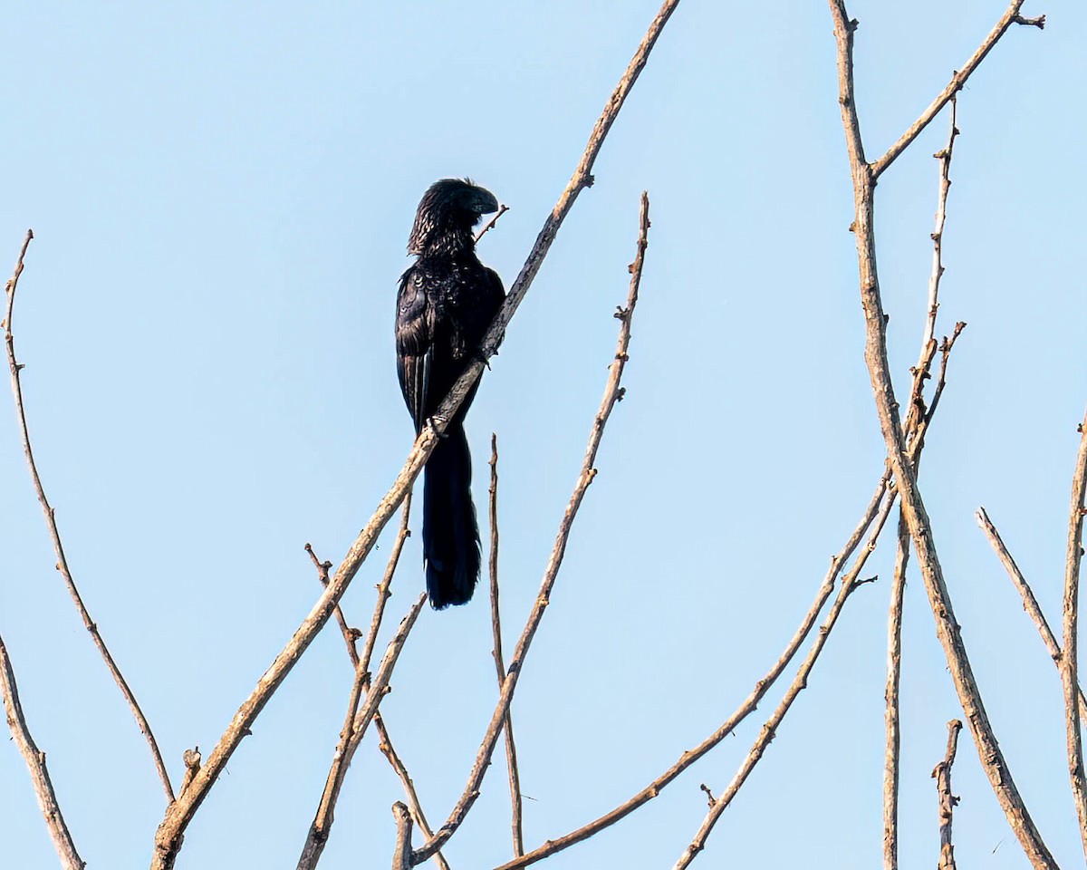 Smooth-billed Ani - ML647568737