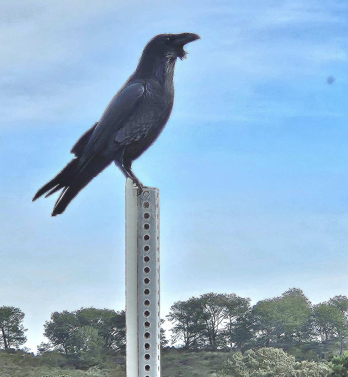 Erroi handia - ML647568739