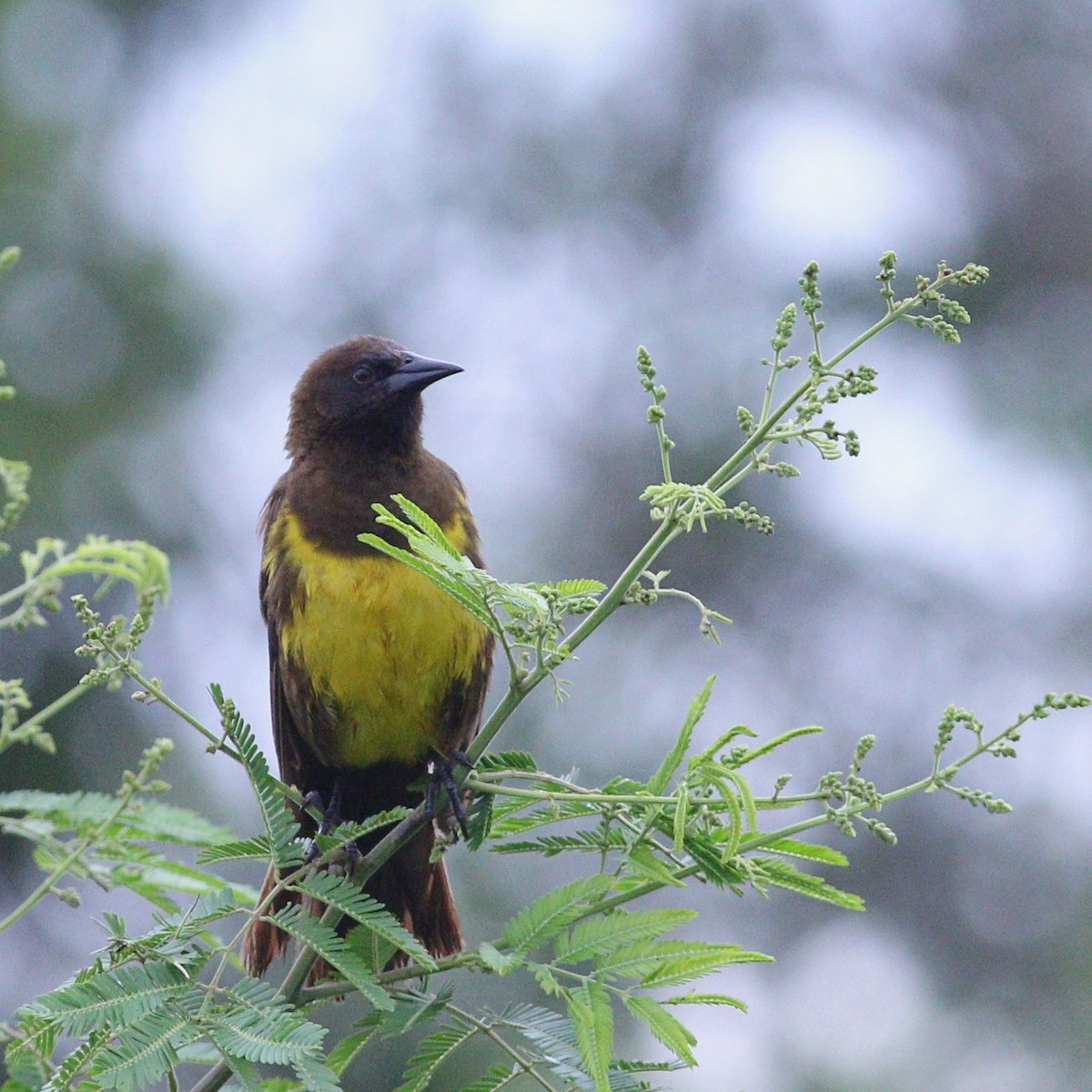 Brown-and-yellow Marshbird - ML647568742