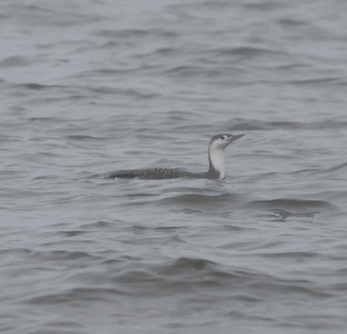 紅喉潛鳥 - ML647568778