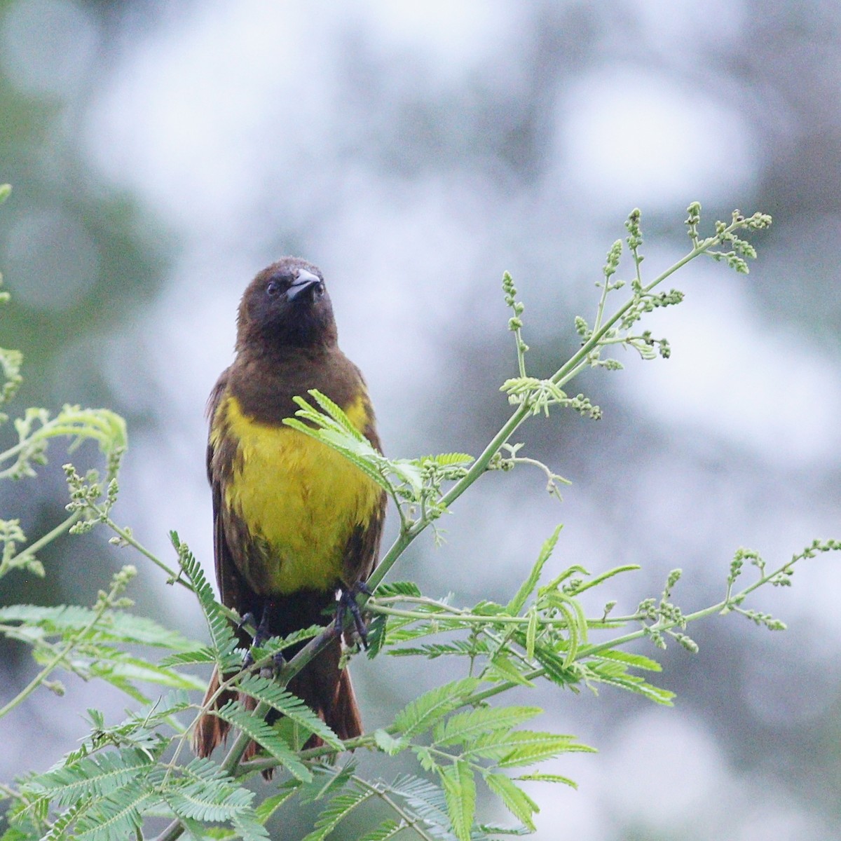 Brown-and-yellow Marshbird - ML647568779