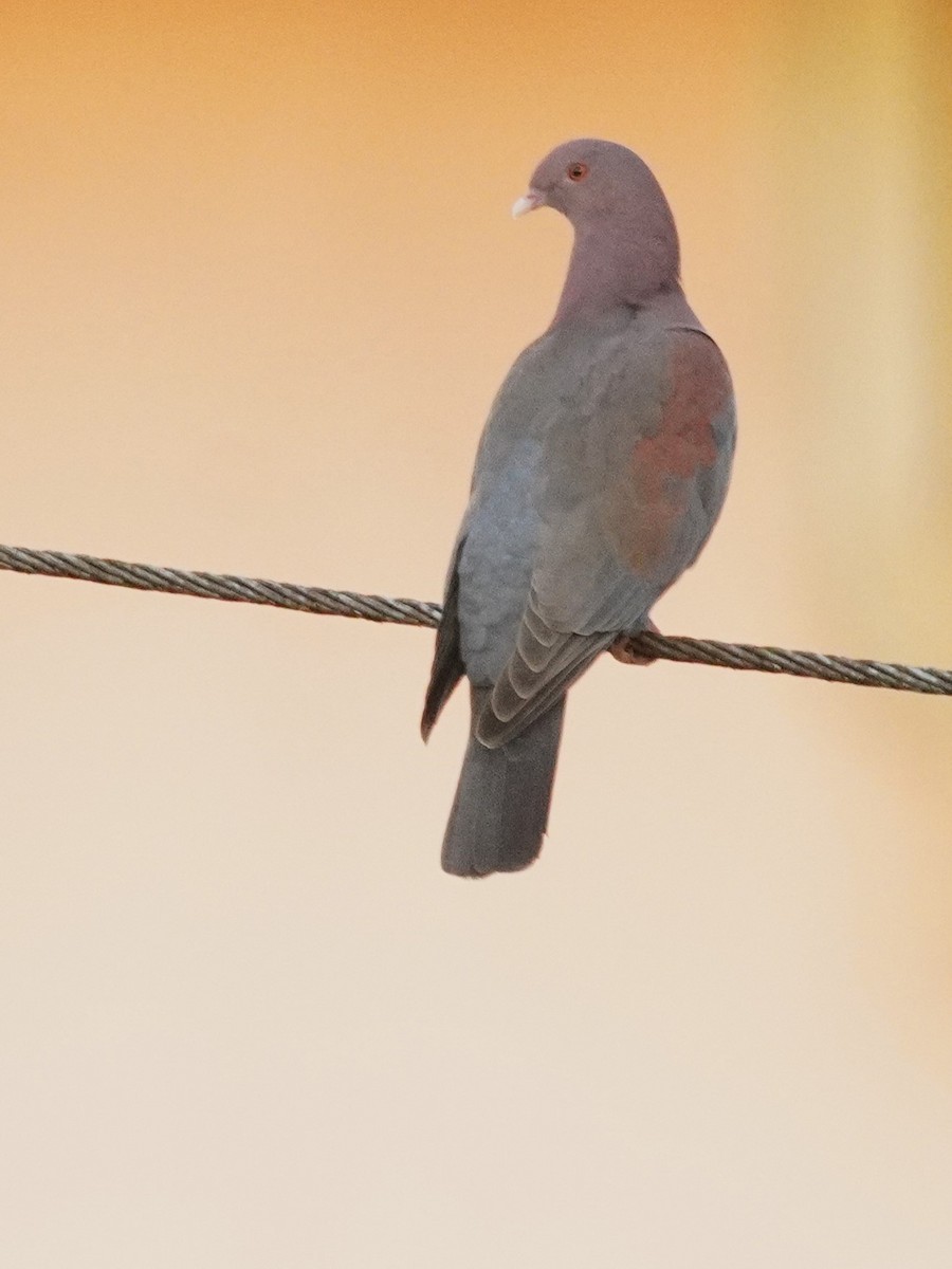 Rotschnabeltaube - ML647568802