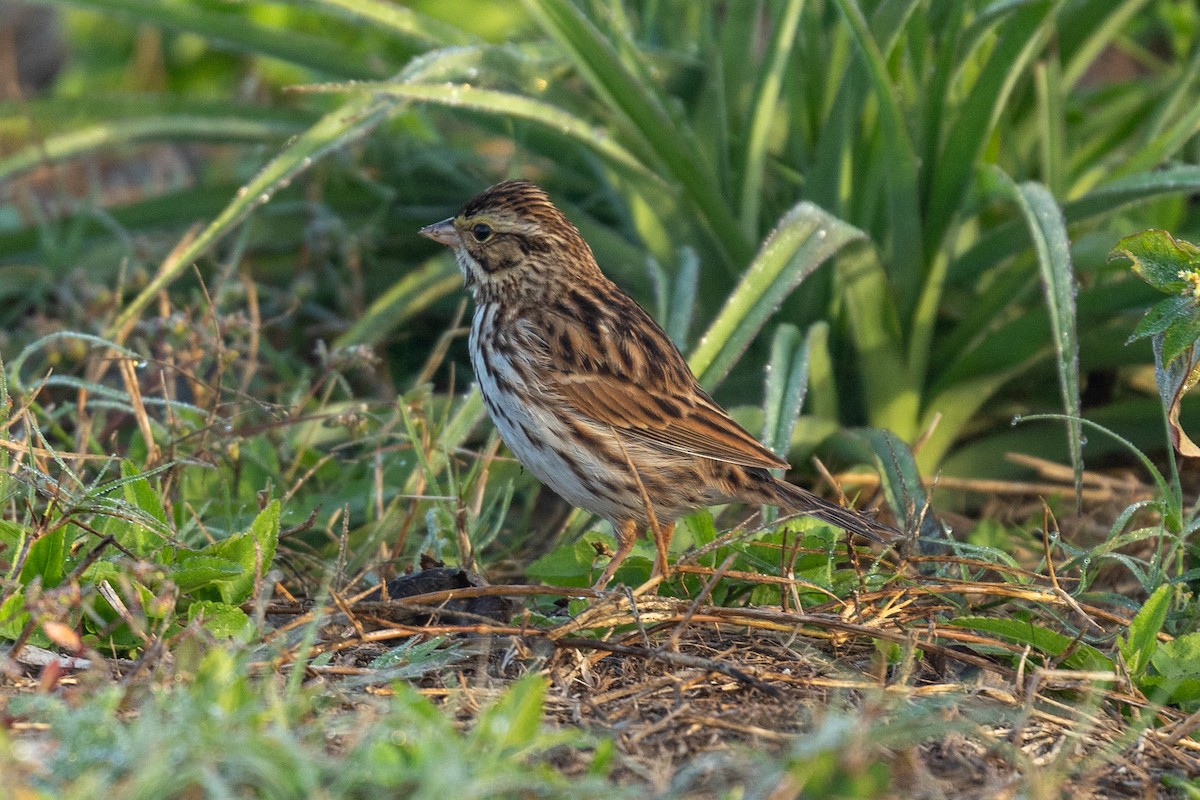 Bruant des prés - ML647568811