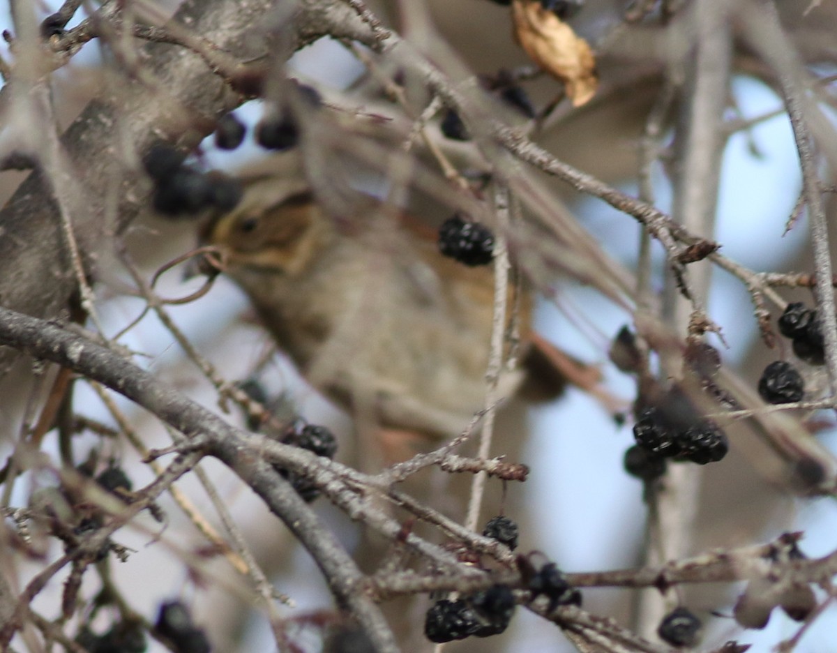 Болотная зонотрихия - ML647568812