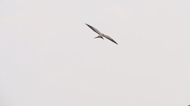 Swallow-tailed Kite - ML647568828