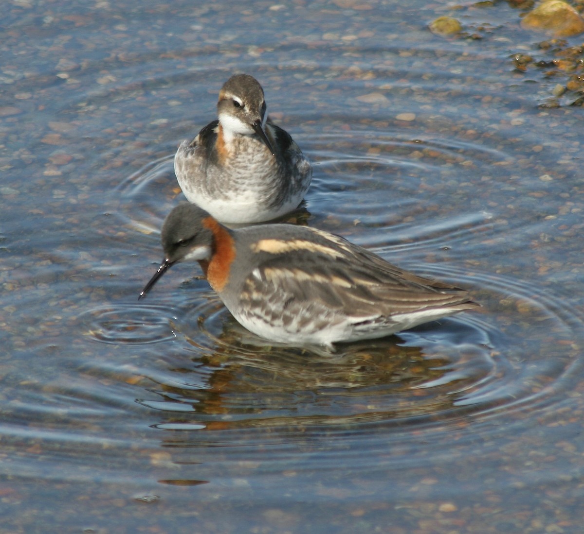 Red-necked Phalarope - ML647568831
