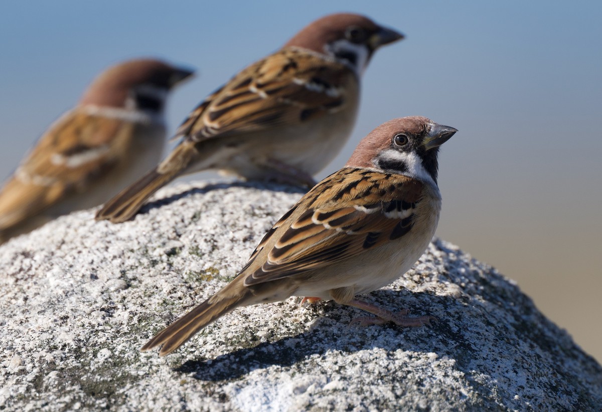 Eurasian Tree Sparrow - ML647568850