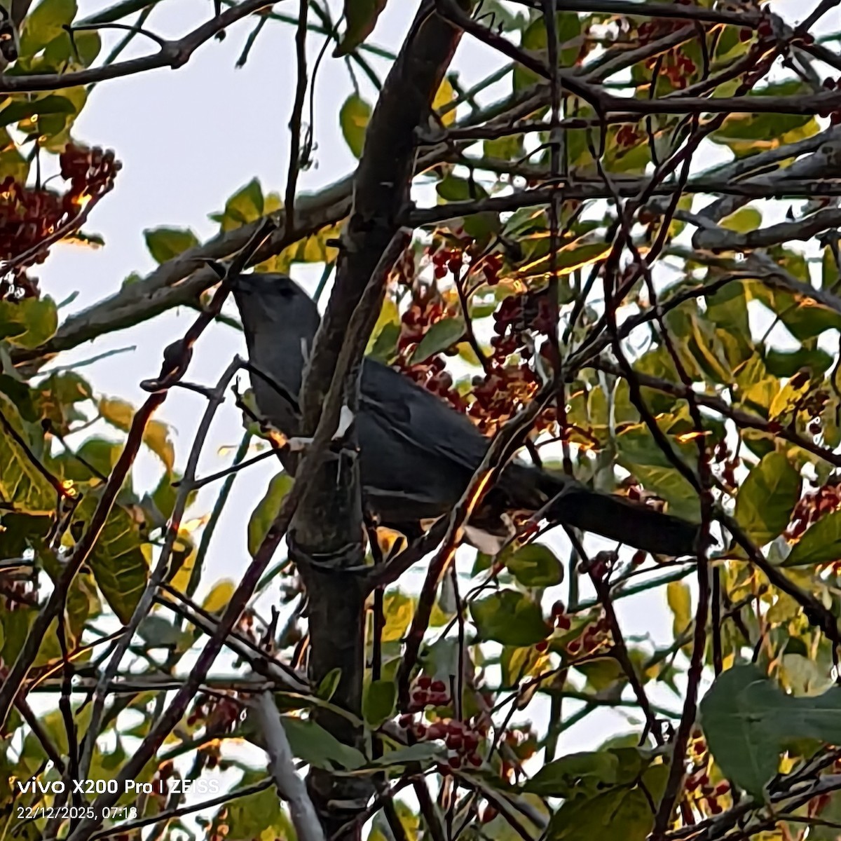 Gray Catbird - ML647568851