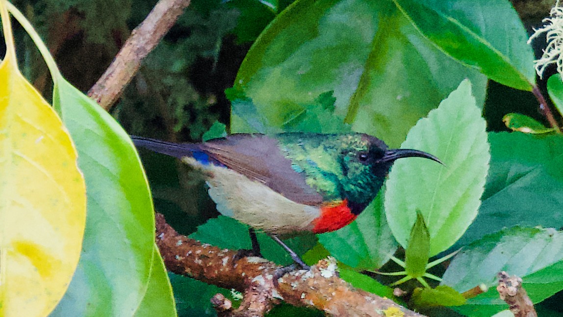 オオゴシキタイヨウチョウ - ML647568859