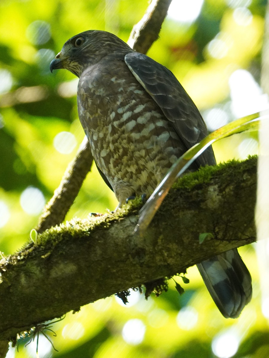 Busardo Aliancho - ML647568926