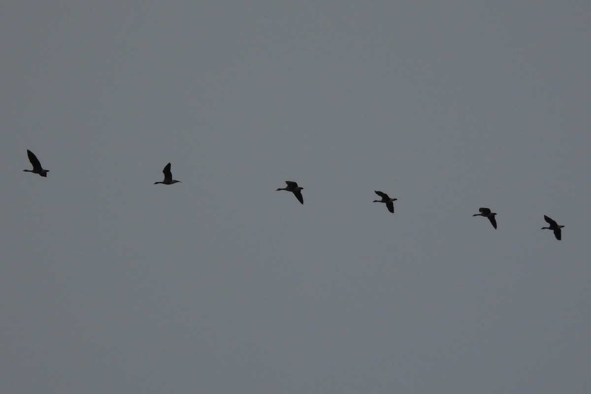 Oca canadese maggiore - ML647568942