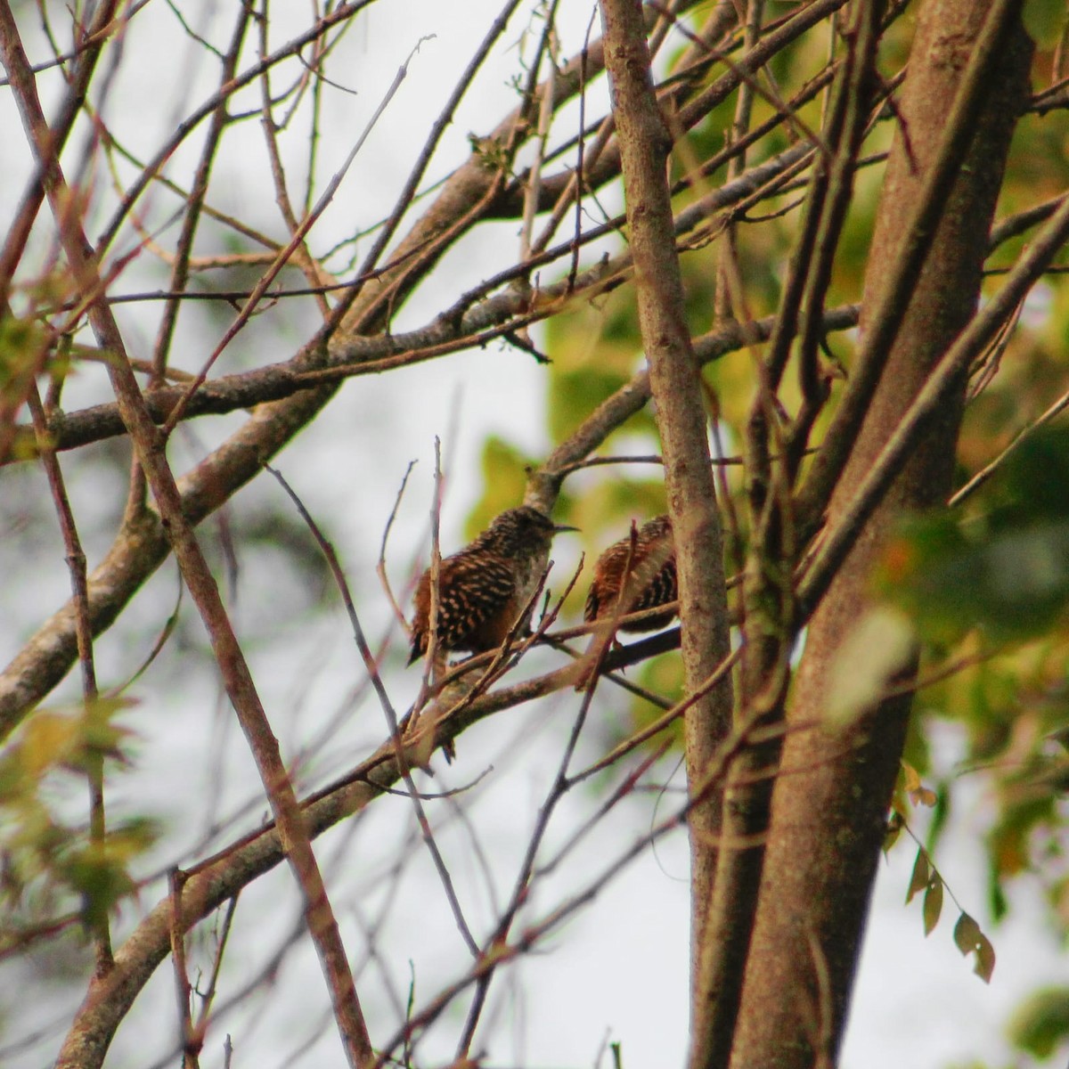 båndryggsmett - ML647568943