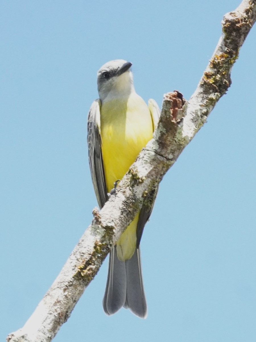 tropekongetyrann - ML647568945