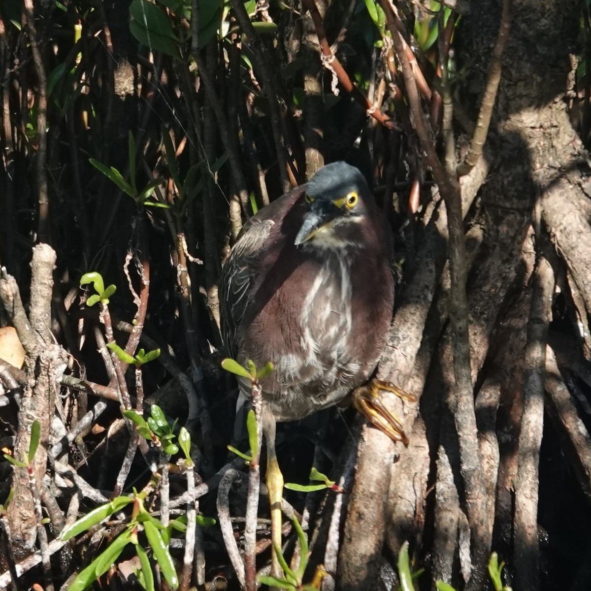 grønnrygghegre - ML647568946