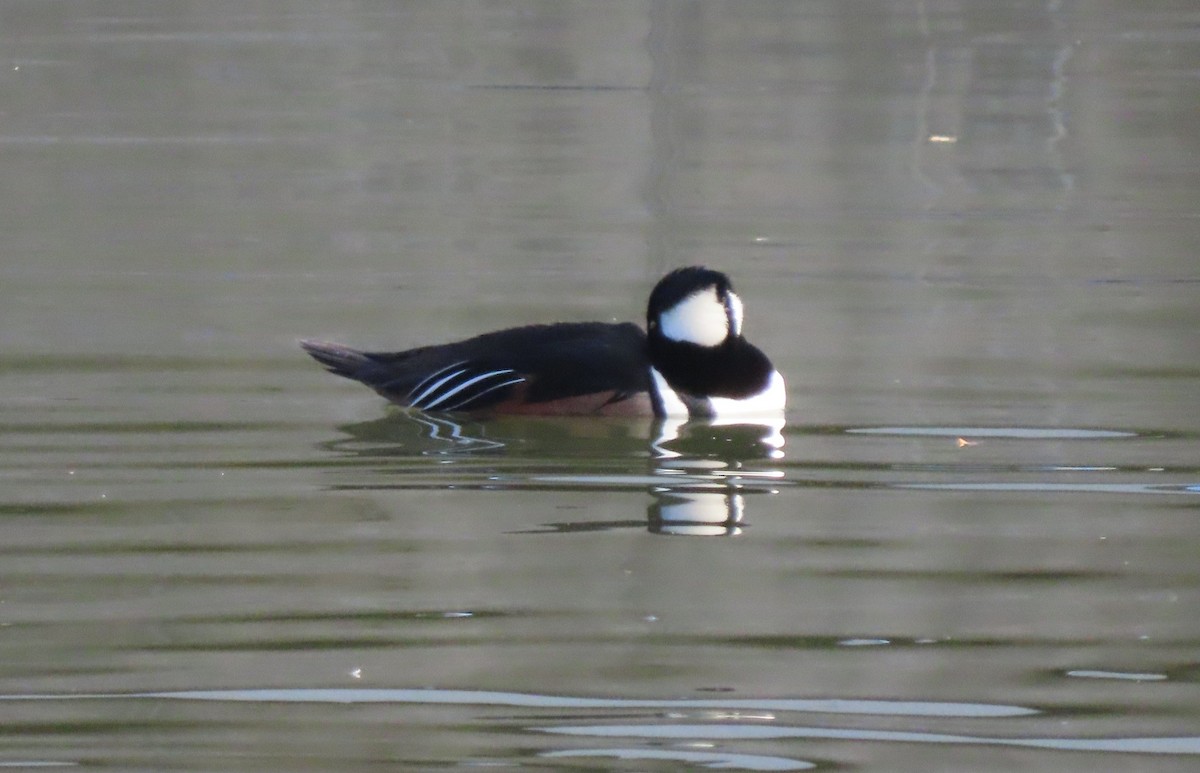 hjelmfiskand - ML647568948