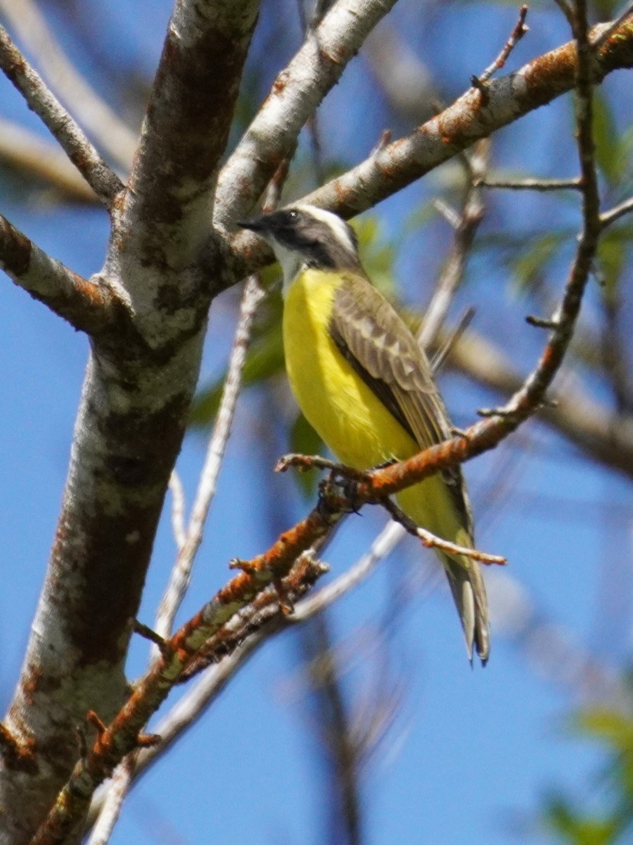 haciendatyrann - ML647568950