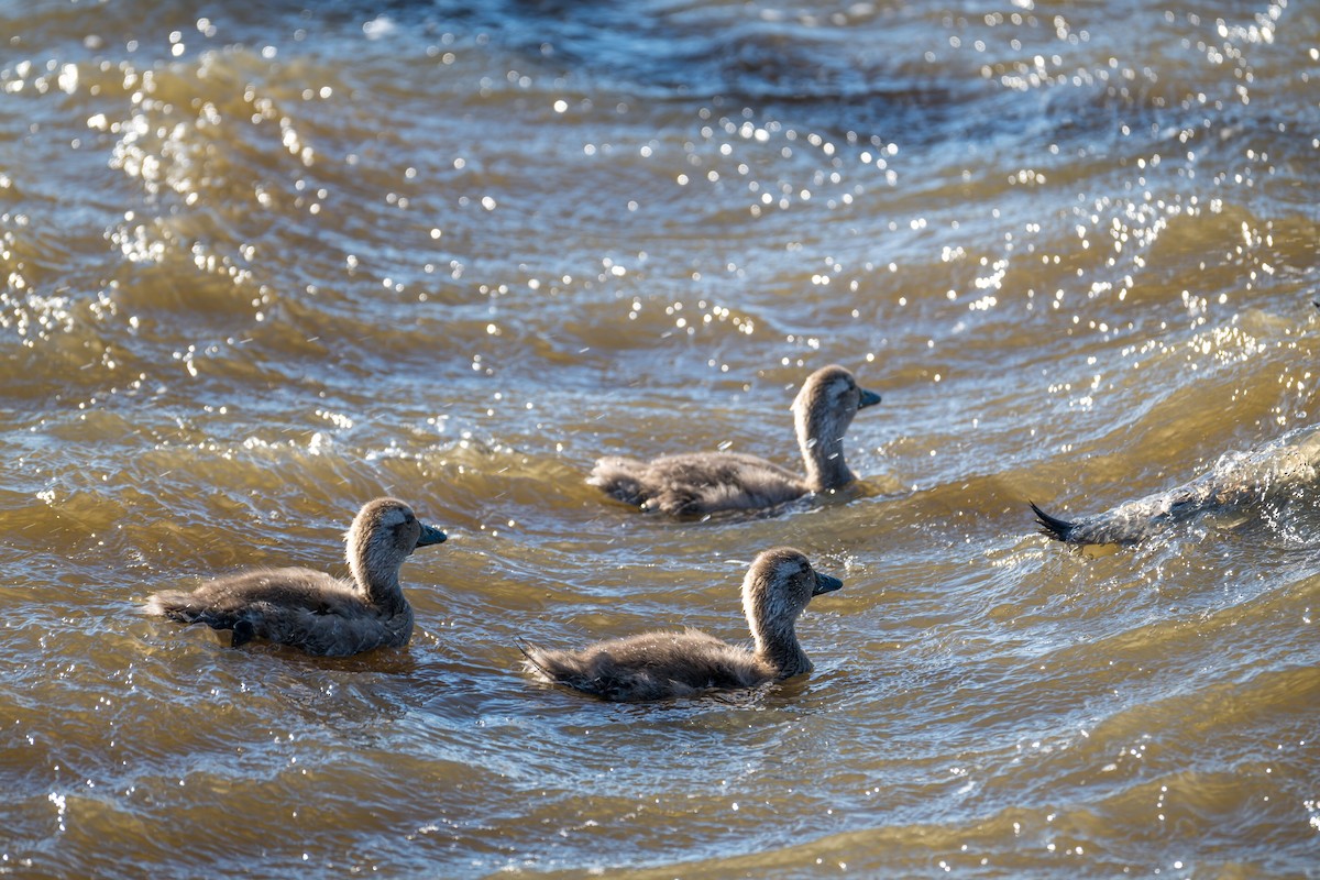 patagoniaskovleand - ML647568952