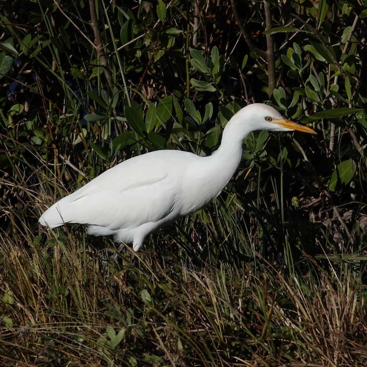 kuhegre - ML647568956