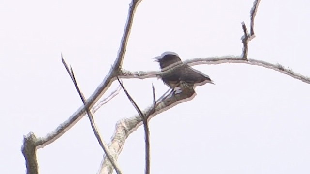 svaledovenfugl - ML647568957