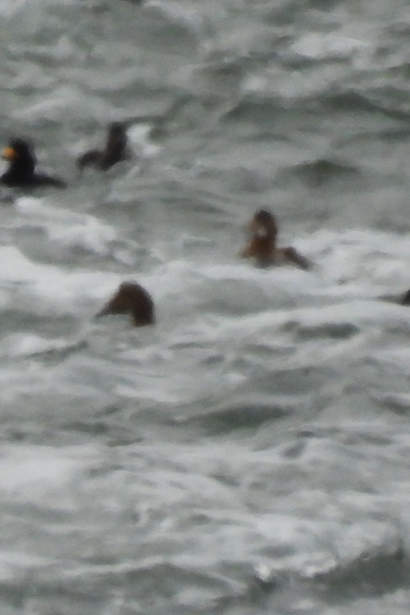 ærfugl - ML647568958