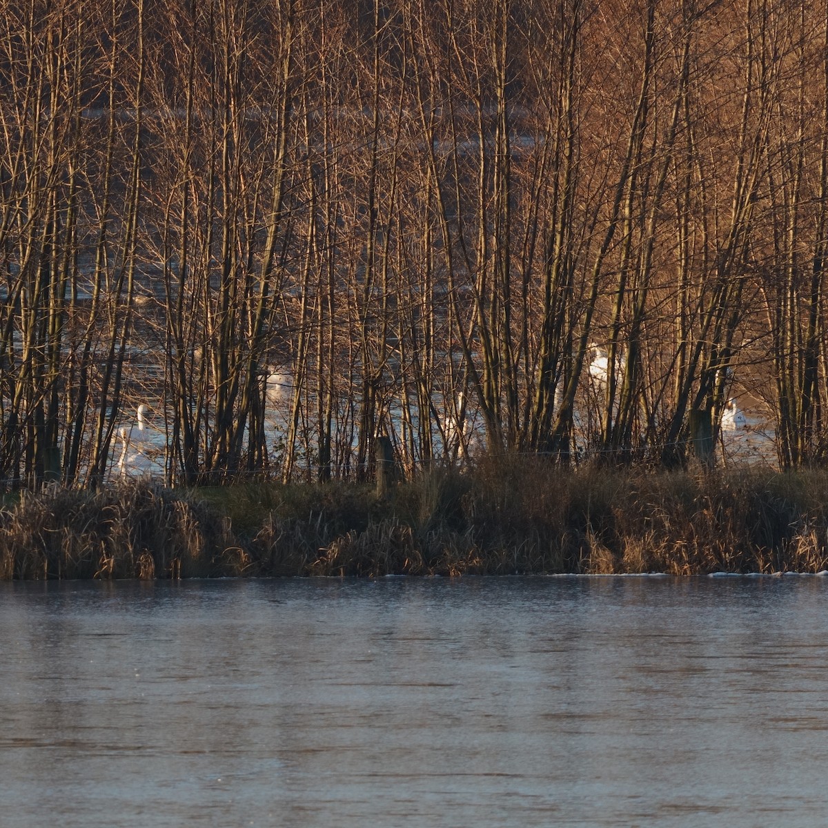 オオハクチョウ - ML647568960