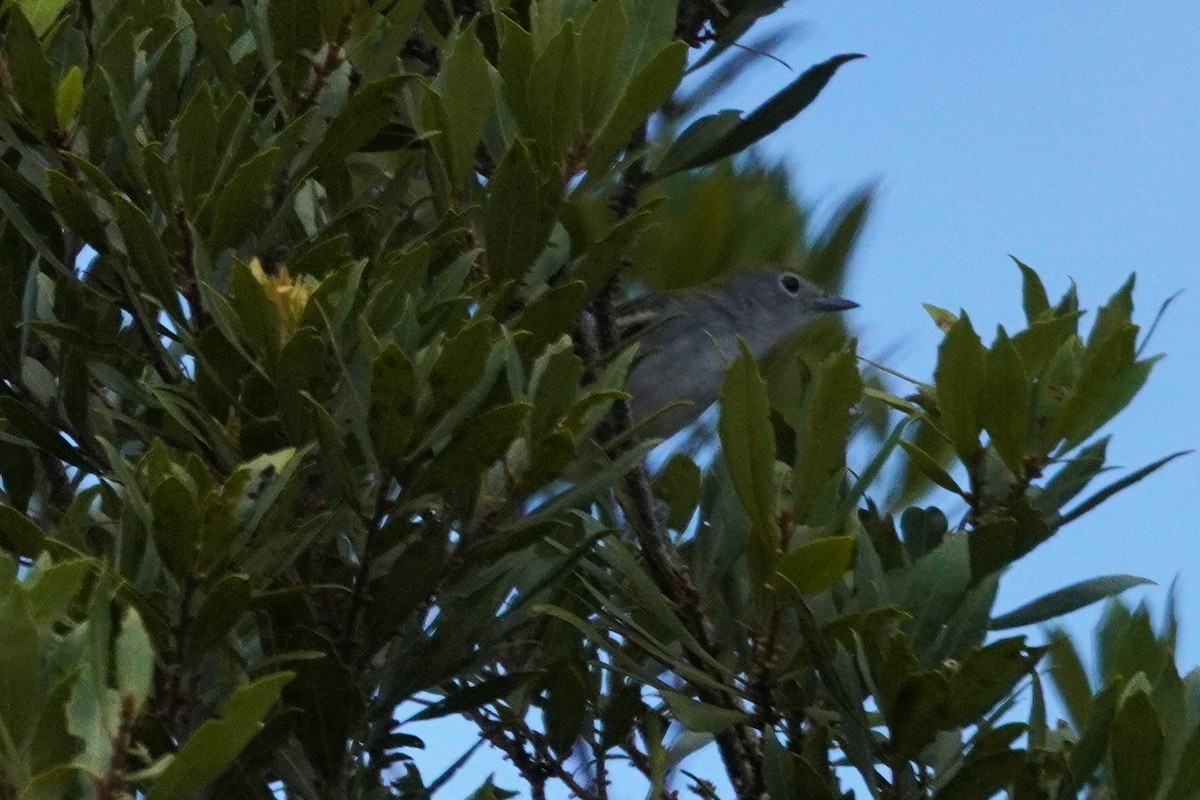 brunsideparula - ML647568961